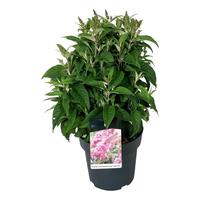 Buddleja d. B. Candy Little Pink