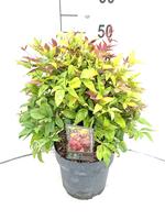 Nandina d. Blush Pink®