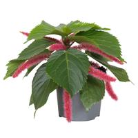 Acalypha Hispida Pink
