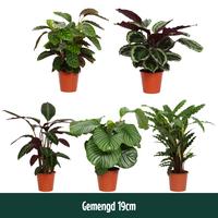 Calathea in varieties