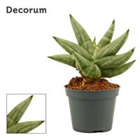 Sansevieria Artistic fan