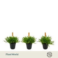 Senecio Himalaya Bambino