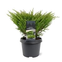 Juniperus hor. Andorra Compact