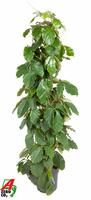 Tetrastigma voinierianum column