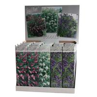 Buddleja dav. in varieties