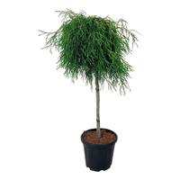 Thuja pl. Kagers Beauty'