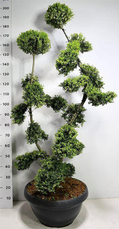 Picture of Ilex crenata ´Kin Me´ P65 200CM-INCL-POT
