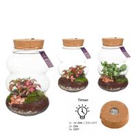 Wardians Terrarium - Pluto small + LED (rechargeable USB-C)