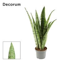 Sansevieria Peppermint (Decorum)