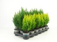 Ellwoodii overig gemengd