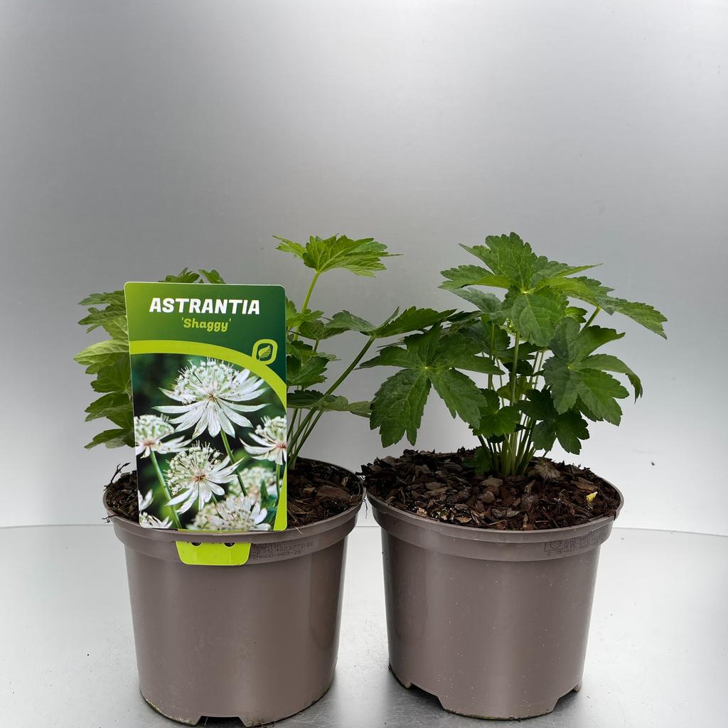 Obrázek Astrantia Shaggy P17 (2 Ltr)
