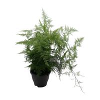 Asparagus Plumosus