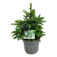 Picea abies Wills Zwerg'