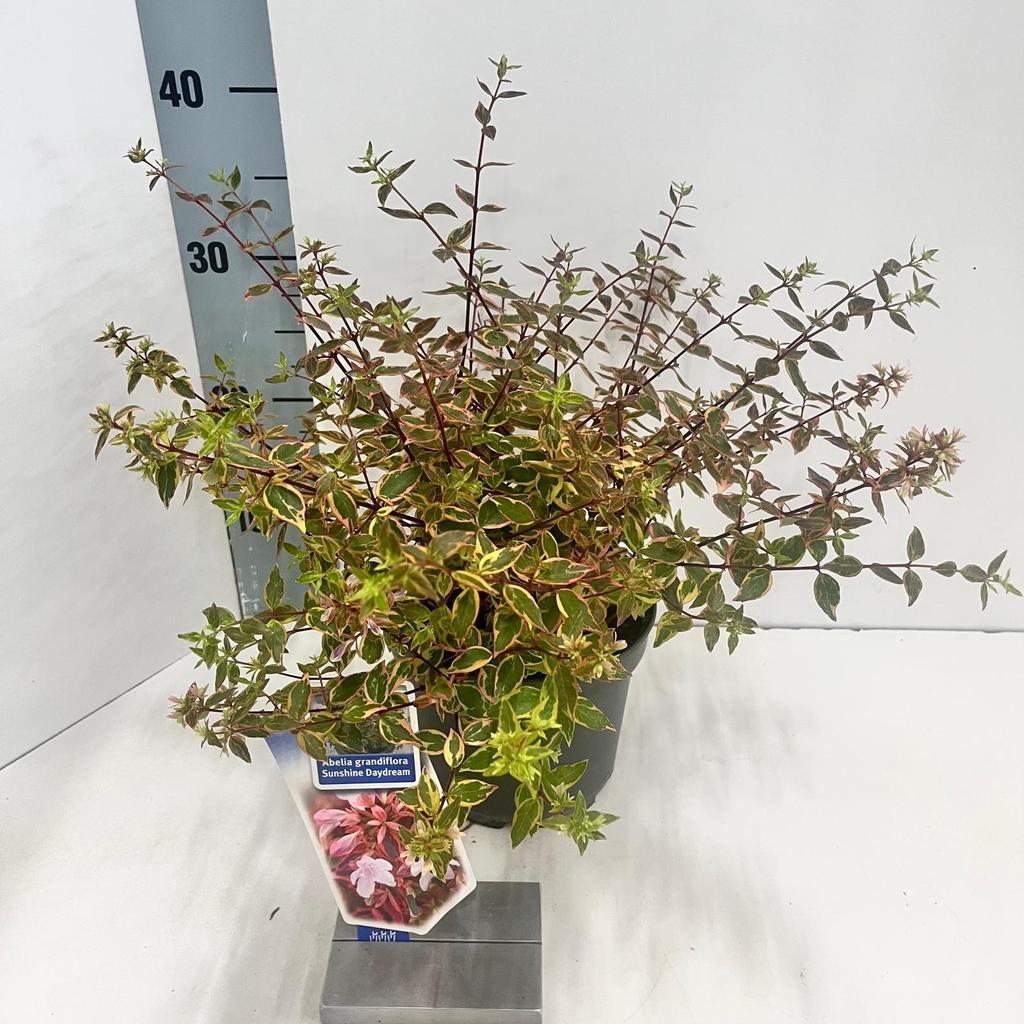 Billede af Abelia gra. Sunshine Daydream P17 (2 Ltr)