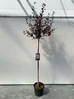 Prunus cistena
