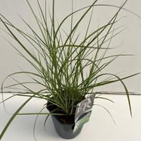 Miscanthus sin. Kleine Silberspinne