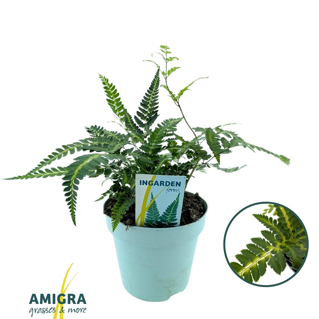 Picture of Arachnoides aristata Variegata P17 (2 Ltr)
