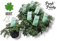 Pelargonium (Geranium) Fresh&Fruity Mint Fresh