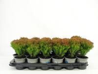 Thuja occ. Anniek - - Tray 18 × 5 £ 1.51 (Tray) £ 1.40 Shelf £ 1.37 Trolley Tray £ 1.51 × 18 (2.5%)