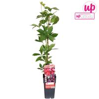 Parthenocissus quinquefolia