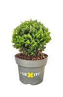 Ilex cr. Dark Green
