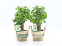 Polyscias Green Lemon in Noah Stripe