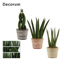 Sansevieria Cylindrica Mix in Claire (Neo Architect-coll.)