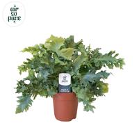 Phlebodium Davana (INDOOR)