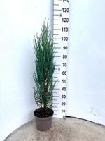 Juniperus scop. 'Blue Arrow