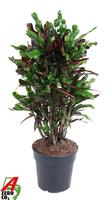 Codiaeum Mammi branched