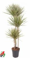 Dracaena Bicolor 90-60-30