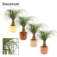 Nolina recurvata in Liam ceramic