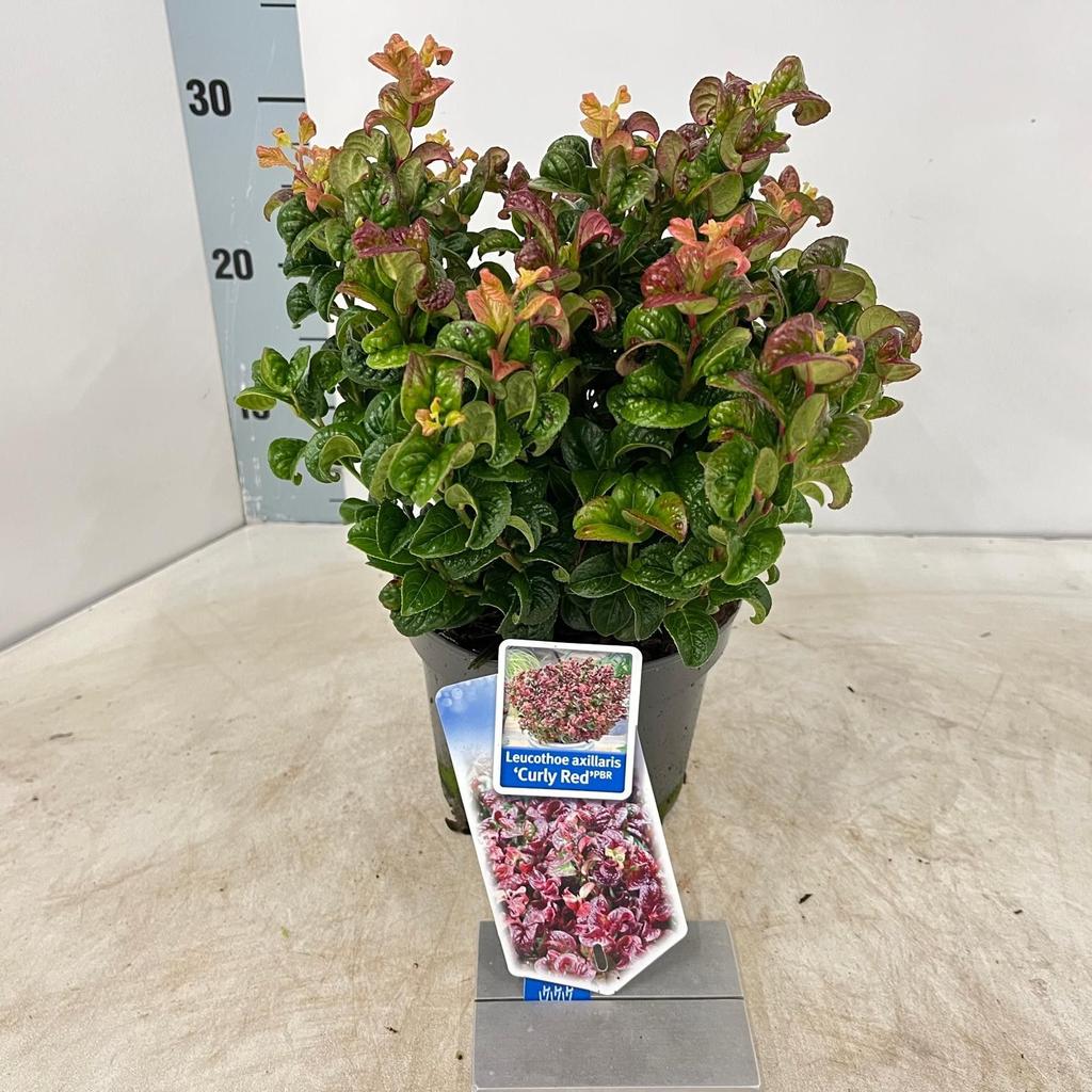 Picture of Leucothoe axillaris Curly Red P17 (2 Ltr)