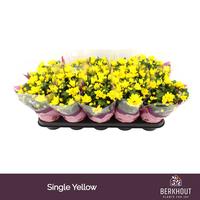 Chrysant Heat Yellow
