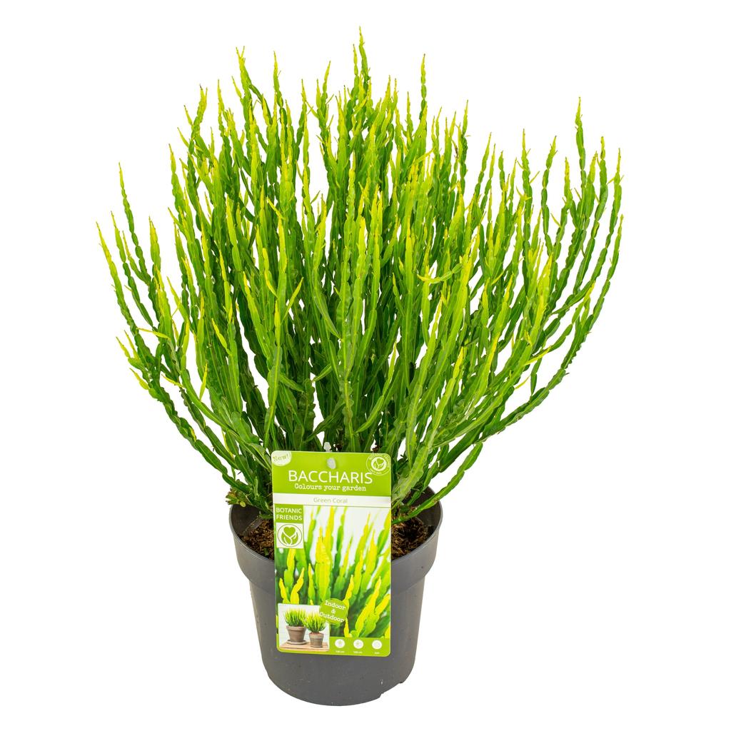 Afbeeldingen van Baccharis trimera P19 (3 Ltr) 35CM