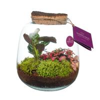 WARDIANS Terrarium Hyperion