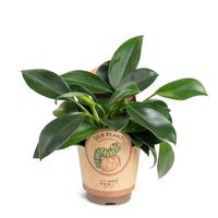 Philodendron Green Princess
