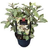 Elaeagnus ebb. Compacta