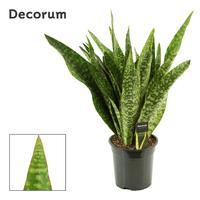 Sansevieria Aubrytiana Jaboa (Decorum)