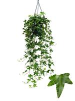 Hedera helix Jacobine