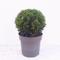 Euonymus jap. Green Spire