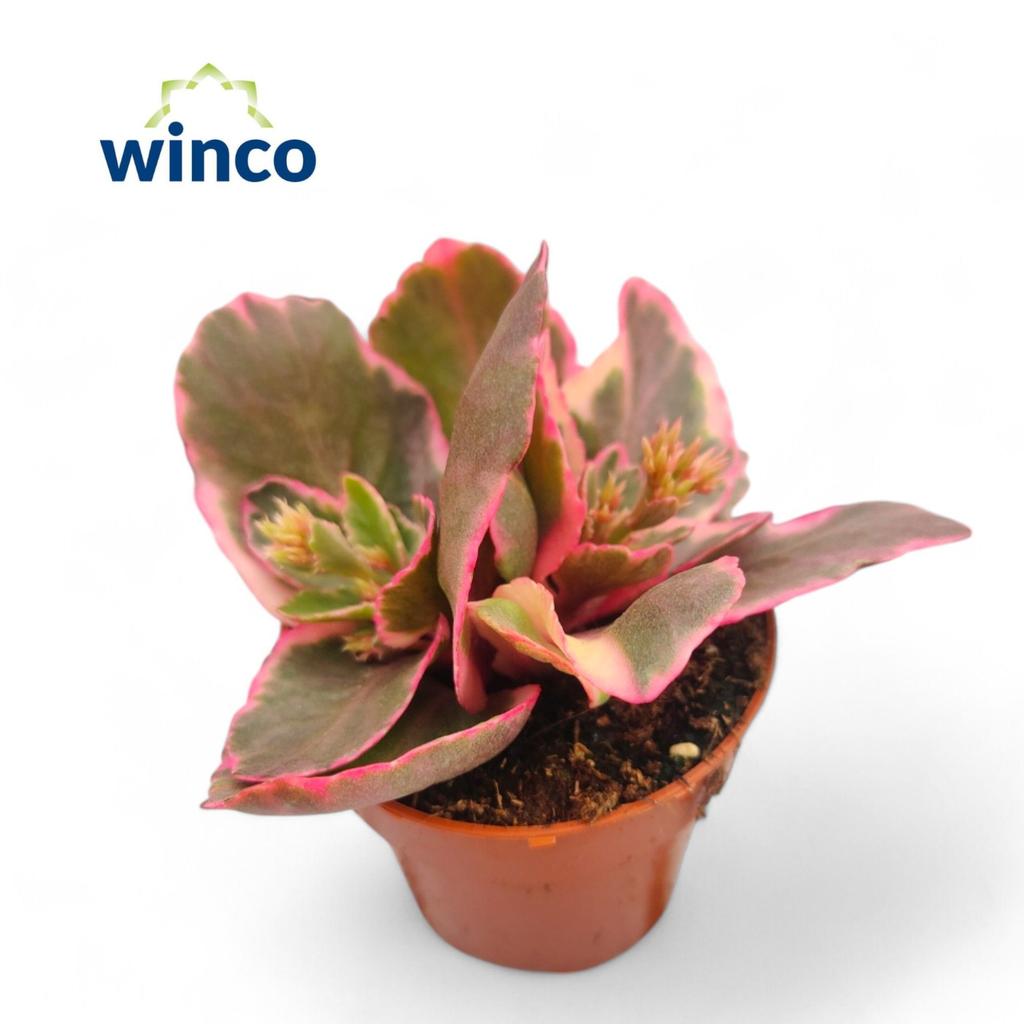 Billede af Kalanchoe Variegata Multicolor P8.5
