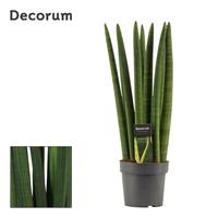 Sansevieria Cylindrica Straight