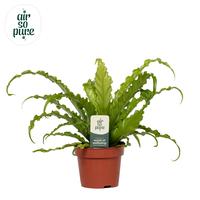 Asplenium Osaka Air So Pure (INDOOR)
