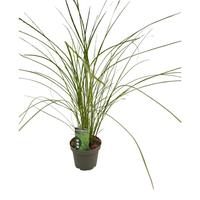 Miscanthus sin. Gracilimus