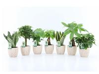 Houseplants Easy to Care Mix in Sculpture ceramic