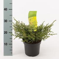 Juniperus com. Repanda