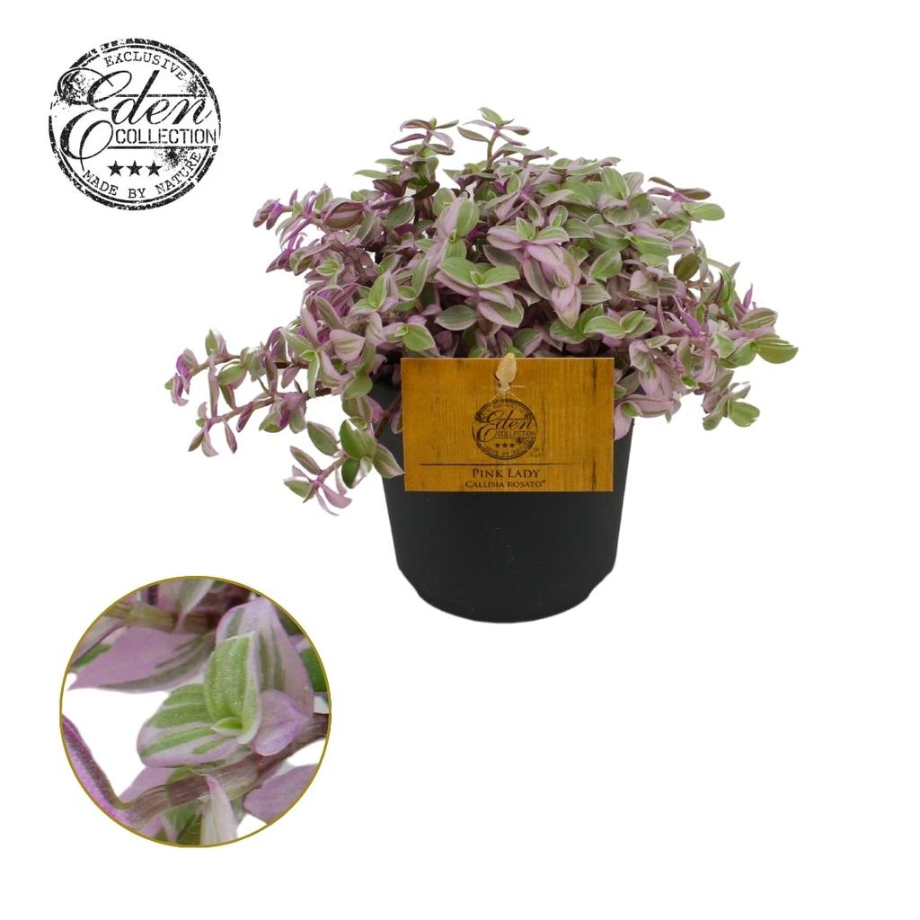 Picture of Callisia Rosato P10.5 15CM