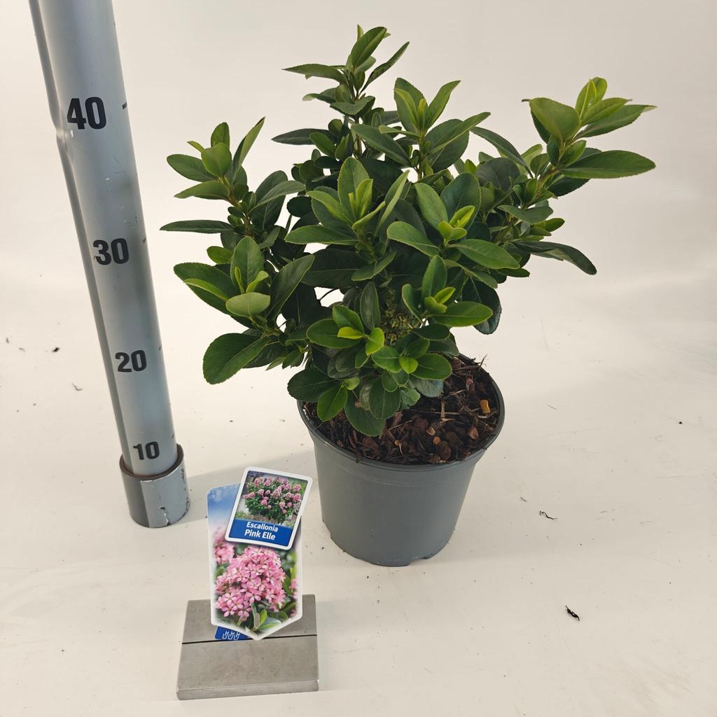 Picture of Escallonia lae. Pink Elle P19 (3 Ltr)