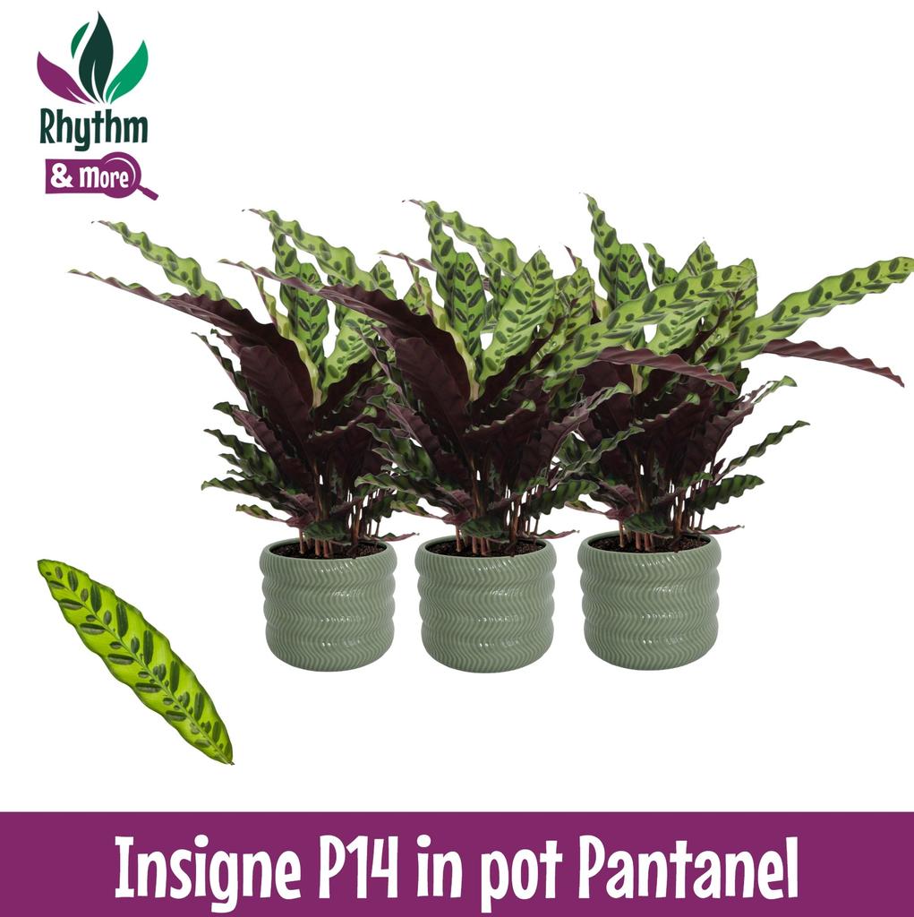 Picture of Calathea Insigne in Pantanel ceramics Rhythm & More P14 45cm
